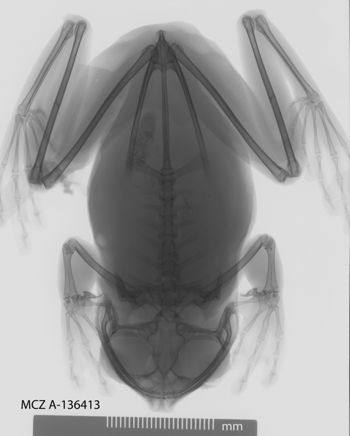 Media type: image;   Herpetology A-136413